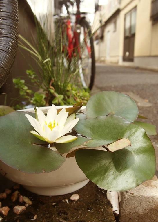 Love Kyoto Kyoenkan Quioto Quarto foto